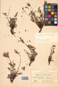 Остролодочник Тилинга Bunge, Сибирь, Дальний Восток (S6) (Россия)