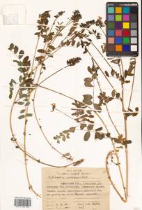 Астрагал норвежский Weber, Сибирь, Чукотка и Камчатка (S7) (Россия)