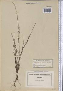 Polygonum tenue Michx., Америка (AMER) (Неизвестно)