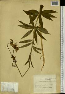 Лилия кудреватая Freyn, Сибирь, Алтай и Саяны (S2) (Россия)