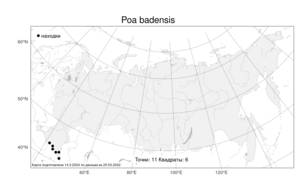 Poa badensis, Мятлик баденский Haenke ex Willd., Атлас флоры России (FLORUS) (Россия)
