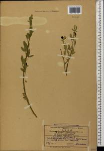 Chrysojasminum fruticans (L.) Banfi, Кавказ, Азербайджан (K6) (Азербайджан)