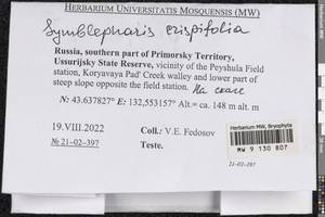 Symblepharis crispifolia (Mitt.) Fedosov, M. Stech & Ignatov, Гербарий мохообразных, Мхи - Дальний Восток (без Чукотки и Камчатки) (B20) (Россия)