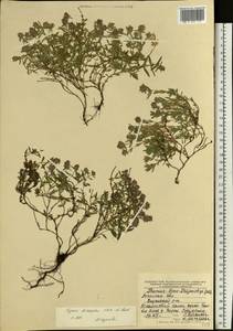 Thymus × dimorphus Klokov & Des.-Shost., Восточная Европа, Центральный лесостепной район (E6) (Россия)