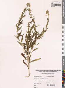 Achillea salicifolia subsp. salicifolia, Сибирь, Чукотка и Камчатка (S7) (Россия)