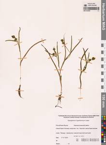 Ежеголовник северный  Laest. ex Beurl., Сибирь, Якутия (S5) (Россия)