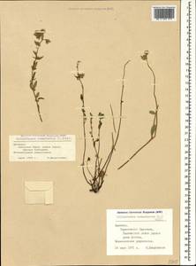 Солнцецвет монетолистный (L.) Mill., Кавказ, Армения (K5) (Армения)