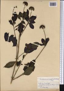 Dendropanax cuneifolius (C.Wright ex Griseb.) Seem., Америка (AMER) (Куба)