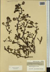 Trianthema portulacastrum L., Западная Европа (EUR) (Франция)