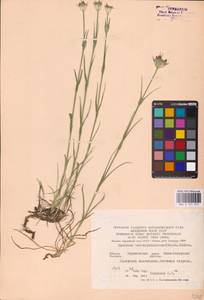 Гвоздика Андржейовского Zapal., Восточная Европа, Центральный лесостепной район (E6) (Россия)