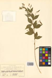 Горошек однопарный A.Braun, Сибирь, Дальний Восток (S6) (Россия)