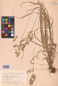 Anthoxanthum repens (Host) Veldkamp, Восточная Европа, Нижневолжский район (E9) (Россия)