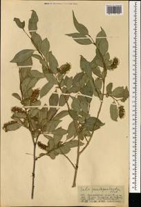 Ива ложнопятитычинковая (Flod.) Flod., Монголия (MONG) (Монголия)