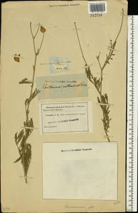 Rhaponticoides ruthenica (Lam.) M. V. Agab. & Greuter, Восточная Европа, Северо-Западный район (E2) (Россия)