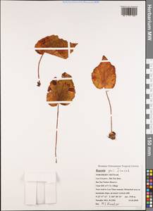 Begonia yui Irmsch., Зарубежная Азия (ASIA) (Вьетнам)