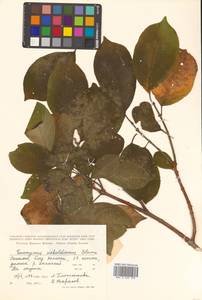 Бересклет Гамильтона Wall., Сибирь, Дальний Восток (S6) (Россия)