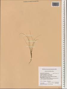 Juncus hybridus Brot., Зарубежная Азия (ASIA) (Кипр)