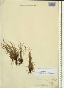 Осока приземистая Willd. ex Wahlenb., Кавказ, Армения (K5) (Армения)