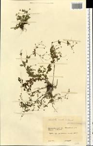 Лапчатка прямостоячая, Калган (L.) Raeusch., Восточная Европа, Западно-Украинский район (E13) (Украина)