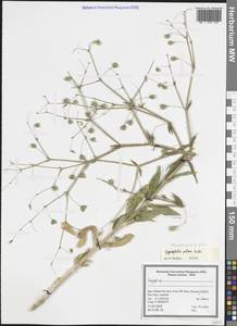 Качим волосистый Huds., Зарубежная Азия (ASIA) (Иран)