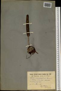 Горноколосник колючий (L.) Sweet, Сибирь, Якутия (S5) (Россия)