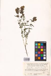 MHA 0 162 090, Rhinanthus serotinus var. vernalis (N. W. Zinger) Janch., Восточная Европа, Северный район (E1) (Россия)