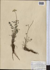 Жабрица заостренная (Schrenk) Pimenov & Sdobnina, Средняя Азия и Казахстан, Джунгарский Алатау и Тарбагатай (M5) (Казахстан)