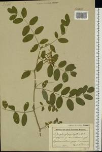 Астрагал солодколистный L., Восточная Европа, Белоруссия (E3a) (Белоруссия)