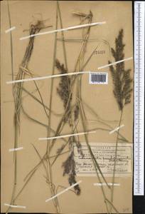 Вейник ложнотростниковидный (Haller f.) Koeler, Средняя Азия и Казахстан, Западный Тянь-Шань и Каратау (M3) (Казахстан)