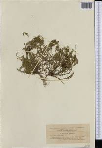 Грыжник голый L., Западная Европа (EUR) (Румыния)