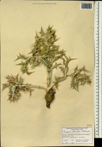 Eryngium billardierei F. Delaroche, Зарубежная Азия (ASIA) (Иран)