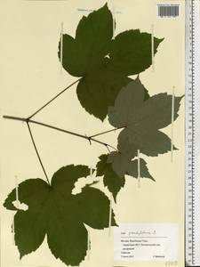 Клен ложноплатановый L., Восточная Европа, Московская область и Москва (E4a) (Россия)