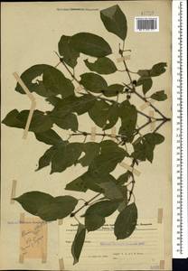 Жестер слабительный, Крушина слабительная L., Кавказ, Азербайджан (K6) (Азербайджан)