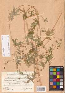 Герань даурская DC., Сибирь, Дальний Восток (S6) (Россия)