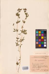 Лядвенец узкий L., Восточная Европа, Восточный район (E10) (Россия)