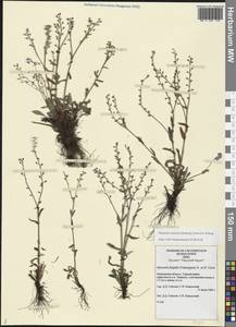 Незабудка азиатская (Vestergr. ex Hultén) Schischk. & Serg., Восточная Европа, Северный район (E1) (Россия)