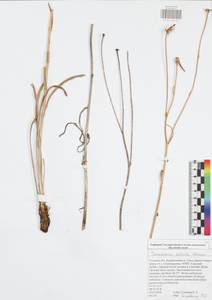 Pseudopodospermum tauricum (M. Bieb.) Vasjukov & Saksonov, Восточная Европа, Центральный район (E4) (Россия)
