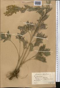 Полынь горькая L., Средняя Азия и Казахстан, Западный Тянь-Шань и Каратау (M3) (Казахстан)