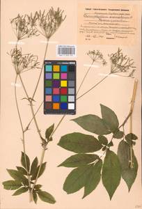 Бутень ароматный L., Восточная Европа, Московская область и Москва (E4a) (Россия)