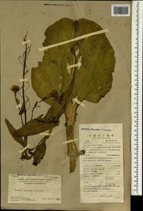 Brassica rapa subsp. pekinensis (Lour.) Hanelt, Зарубежная Азия (ASIA) (КНР)