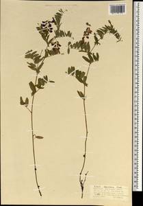 Горошек приятный Fisch. ex Ser., Монголия (MONG) (Монголия)