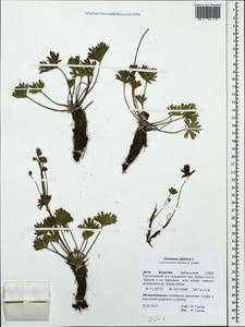 Anemonastrum narcissiflorum subsp. crinitum (Juz.) Raus, Сибирь, Прибайкалье и Забайкалье (S4) (Россия)