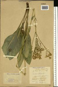 Крестовник крупнолистный M. Bieb., Восточная Европа, Восточный район (E10) (Россия)