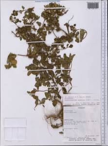 Acanthospermum australe (Loefl.) Kuntze, Америка (AMER) (Парагвай)