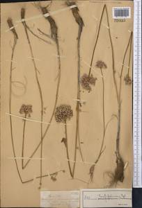 Лук вальковатолистный Regel, Средняя Азия и Казахстан, Джунгарский Алатау и Тарбагатай (M5) (Казахстан)