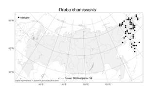 Draba chamissonis, Крупка Шамиссо G.Don, Атлас флоры России (FLORUS) (Россия)