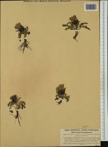 Crepis terglouensis (Hacq.) A. Kern., Западная Европа (EUR) (Австрия)