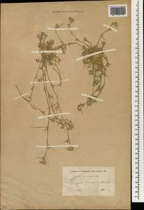 Sporobolus aculeatus (L.) P.M.Peterson, Зарубежная Азия (ASIA) (Турция)