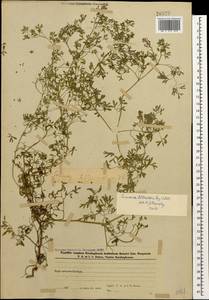 Дымянка Шлейхера Soy.-Will., Кавказ, Азербайджан (K6) (Азербайджан)