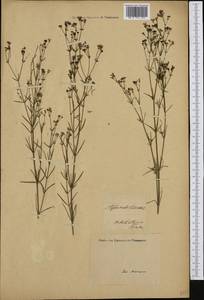 Asperula tinctoria L., Западная Европа (EUR) (Италия)